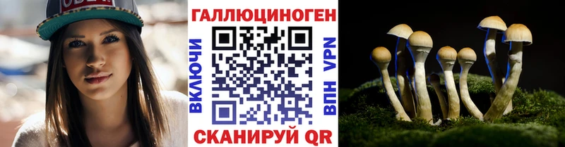Галлюциногенные грибы Psilocybe  Чегем 